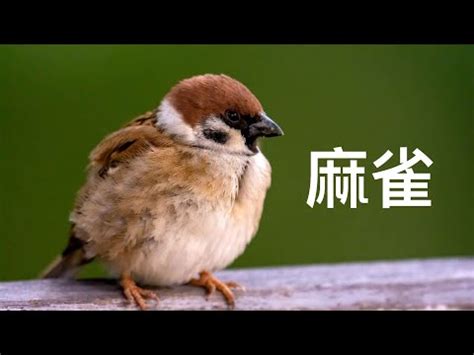 麻雀飛進家裡代表什麼|【麻雀入屋好不好】麻雀飛進家裡真的要死人？破解5種鳥類飛入。